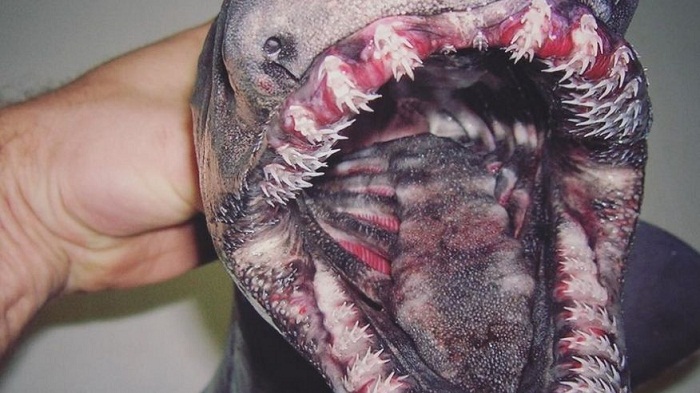 Russian fisherman`s photos of scary sea creatures become viral sensation 